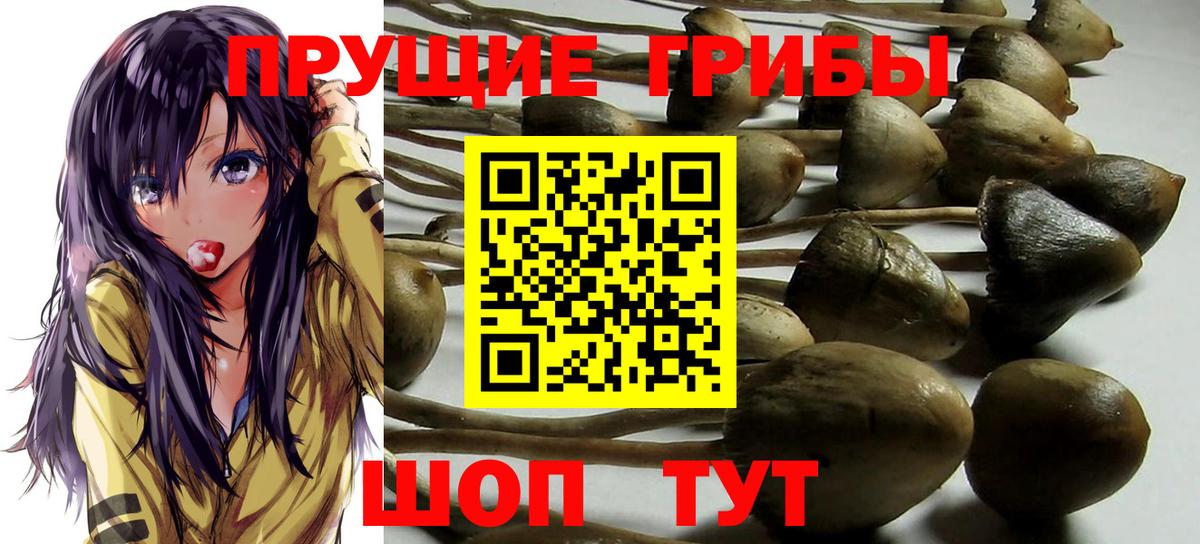 Псилоцибиновые грибы GOLDEN TEACHER Ступино